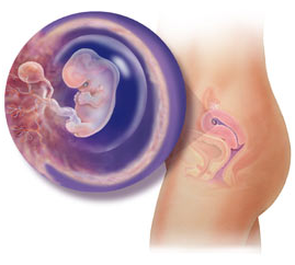 هفته هشتم بارداری/تغییر اندام مادر