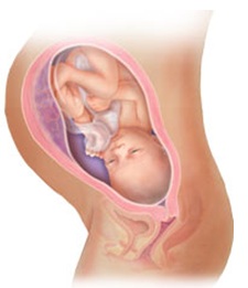 هفته سی و پنجم بارداری/پایان رشد فیزیکی جنین