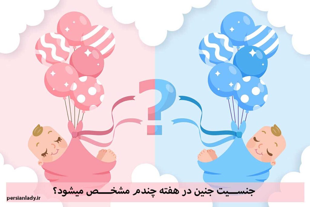 جنسیت جنین در هفته چندم مشخص میشود