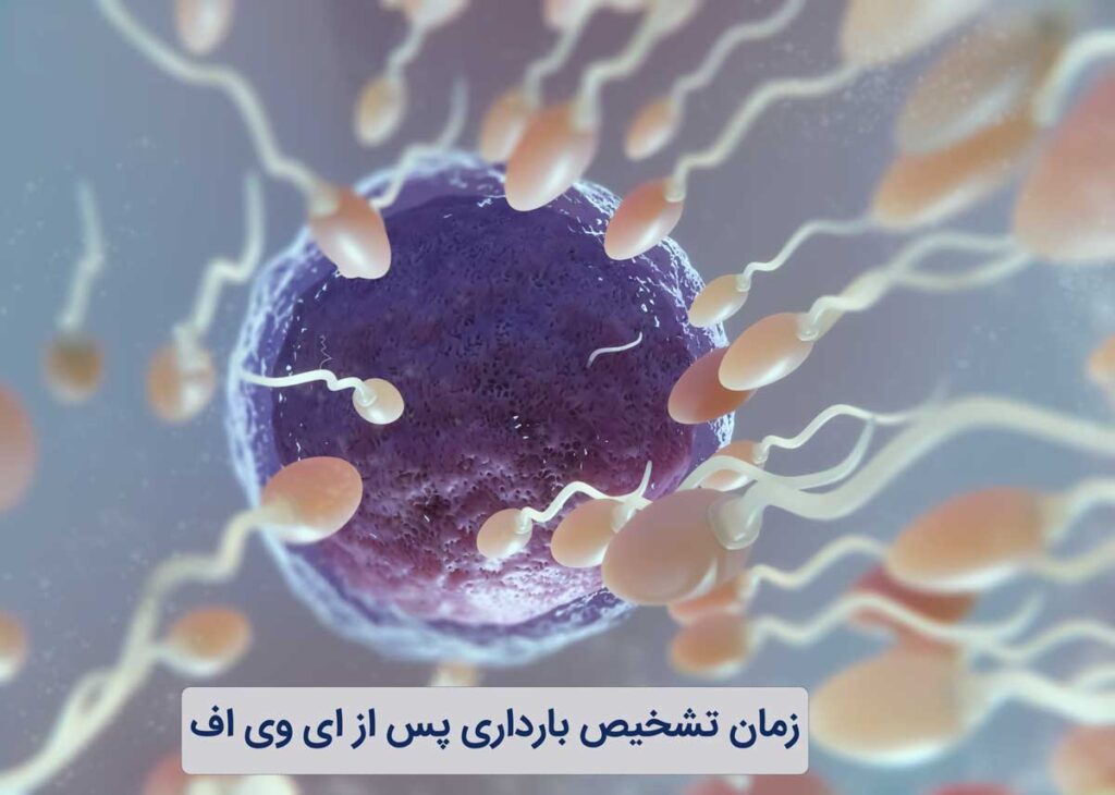 چند روز بعد از ای وی اف بارداری مشخص میشود؟