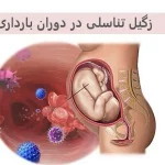 زگیل تناسلی در بارداری