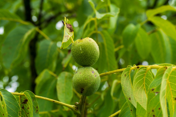 مهم ترین خواص روغن گردو برای زنانه که باور نمیکنید !!