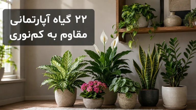 معرفی ۲۲ گیاه آپارتمانی مقاوم به کم‌نوری؛ راهنمای سبز کردن خانه‌های تاریک